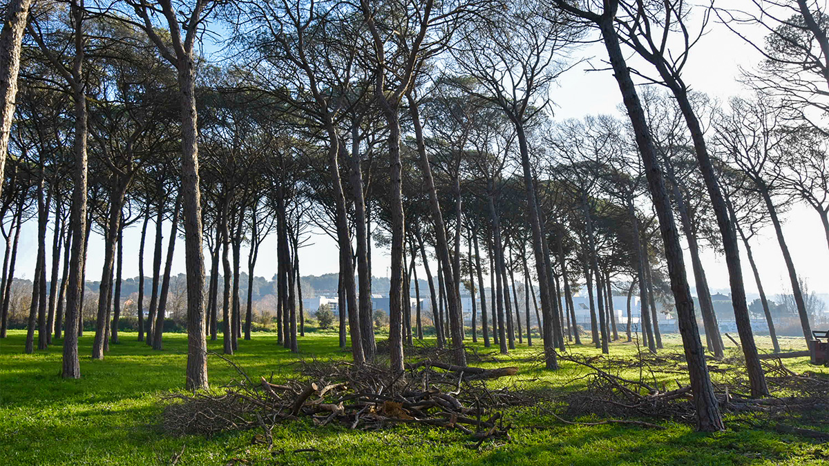 278-tala-d-arbres-a-la-pineda-de-can-pavana-1739418757