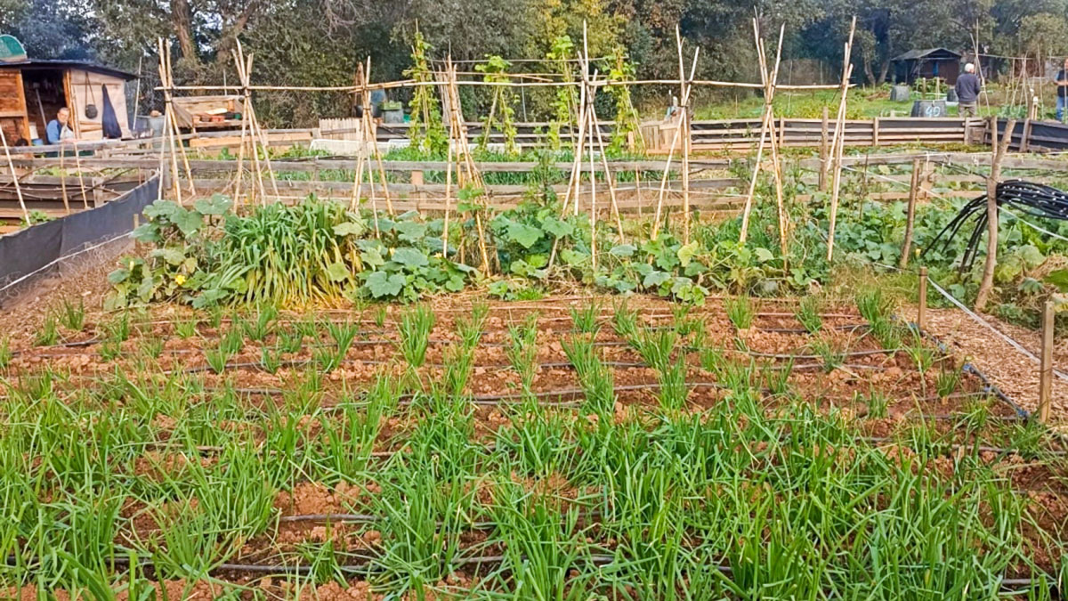 284-convocatoria-de-parcel-les-dels-horts-municipals-1757224323