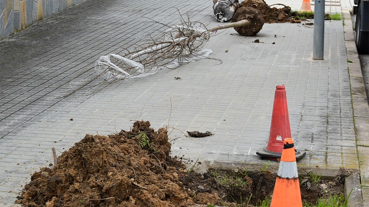 290-plantada-d-arbres-a-la-vila-1772339184