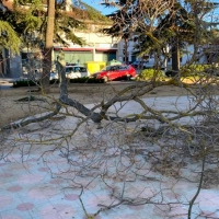 Els forts vents causen destrosses al municipi