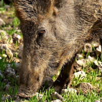 Batuda de porcs senglars al municipi