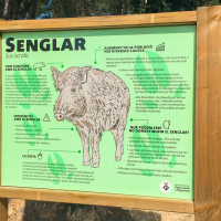 Senyalitzacions de presència de senglars a PsiP