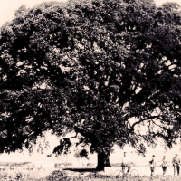 L’Alzina de Can Padró com a símbol patrimonial de PsiP