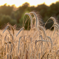 Subvencions per als sectors agrícola, ramader i forestal