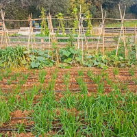 Convocatòria de parcel·les dels Horts Municipals