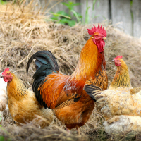 Confinament obligatori de les aus de corral