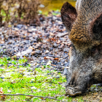 Restriccions per la pesta porcina africana