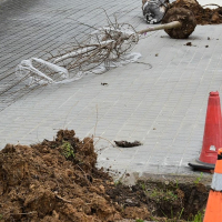 Plantada d'arbres a la vila